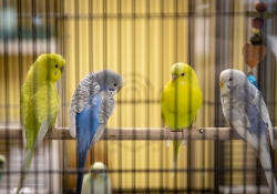 October 19, 2018: Senator Jay Costa visits  Sara's Pets and Plants as part of his "In the 43rd" tour.