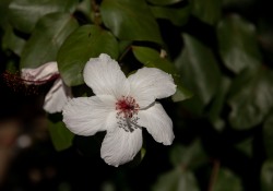October 11, 2022: Senator Jay Costa visits the Phipps Conservatory.