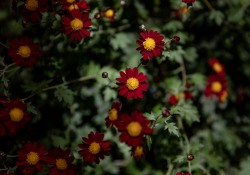 October 11, 2022: Senator Jay Costa visits the Phipps Conservatory.