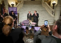 Victoria’s Law Puppy Mills