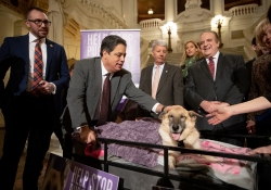 Victoria’s Law Puppy Mills
