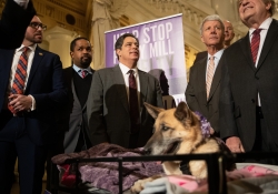 Victoria’s Law Puppy Mills